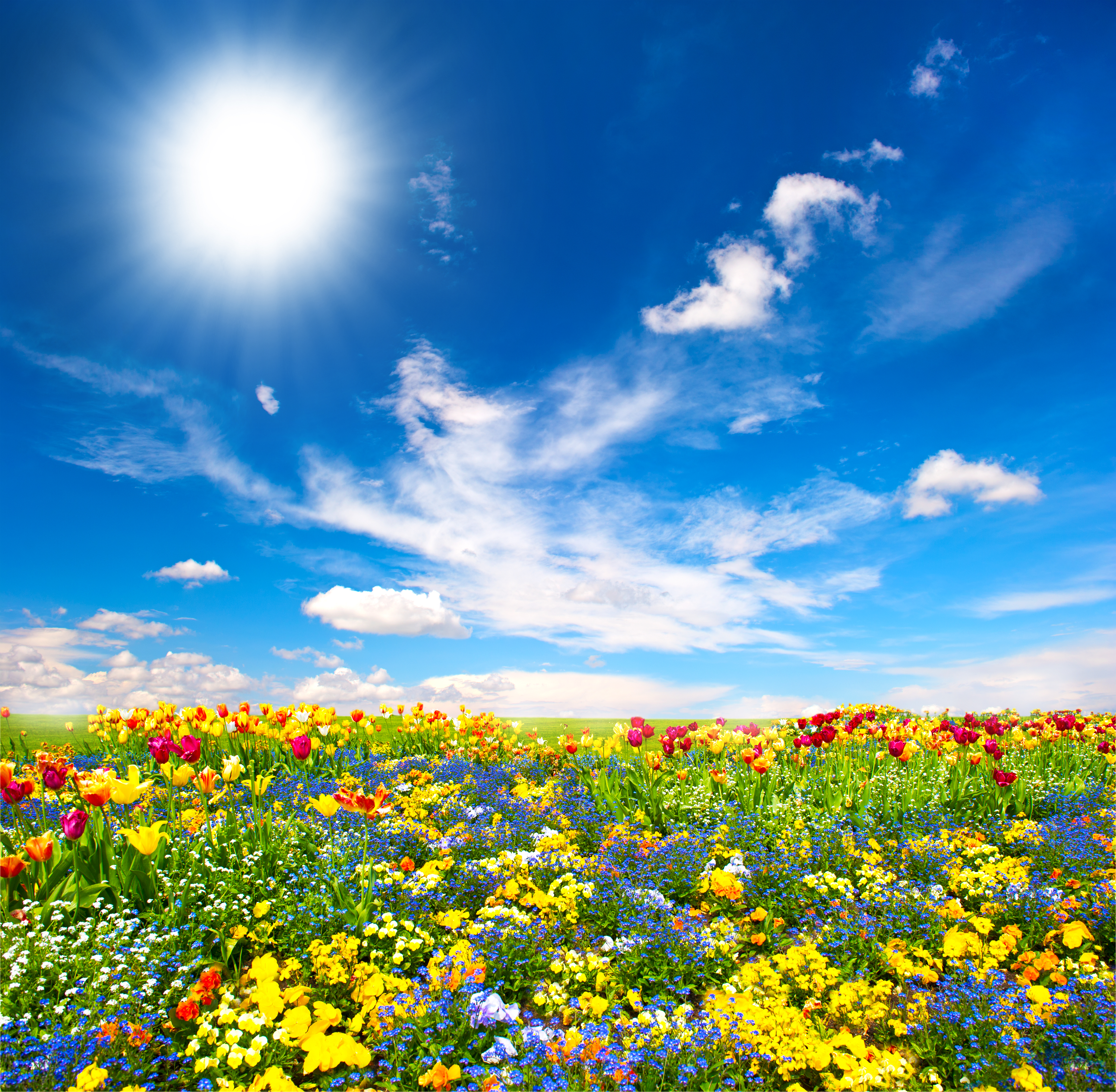 Paisaje con cielo azul y flores.
