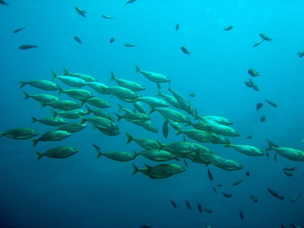 Grupo de peces en el mar