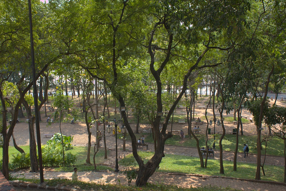 Conjunto de árboles