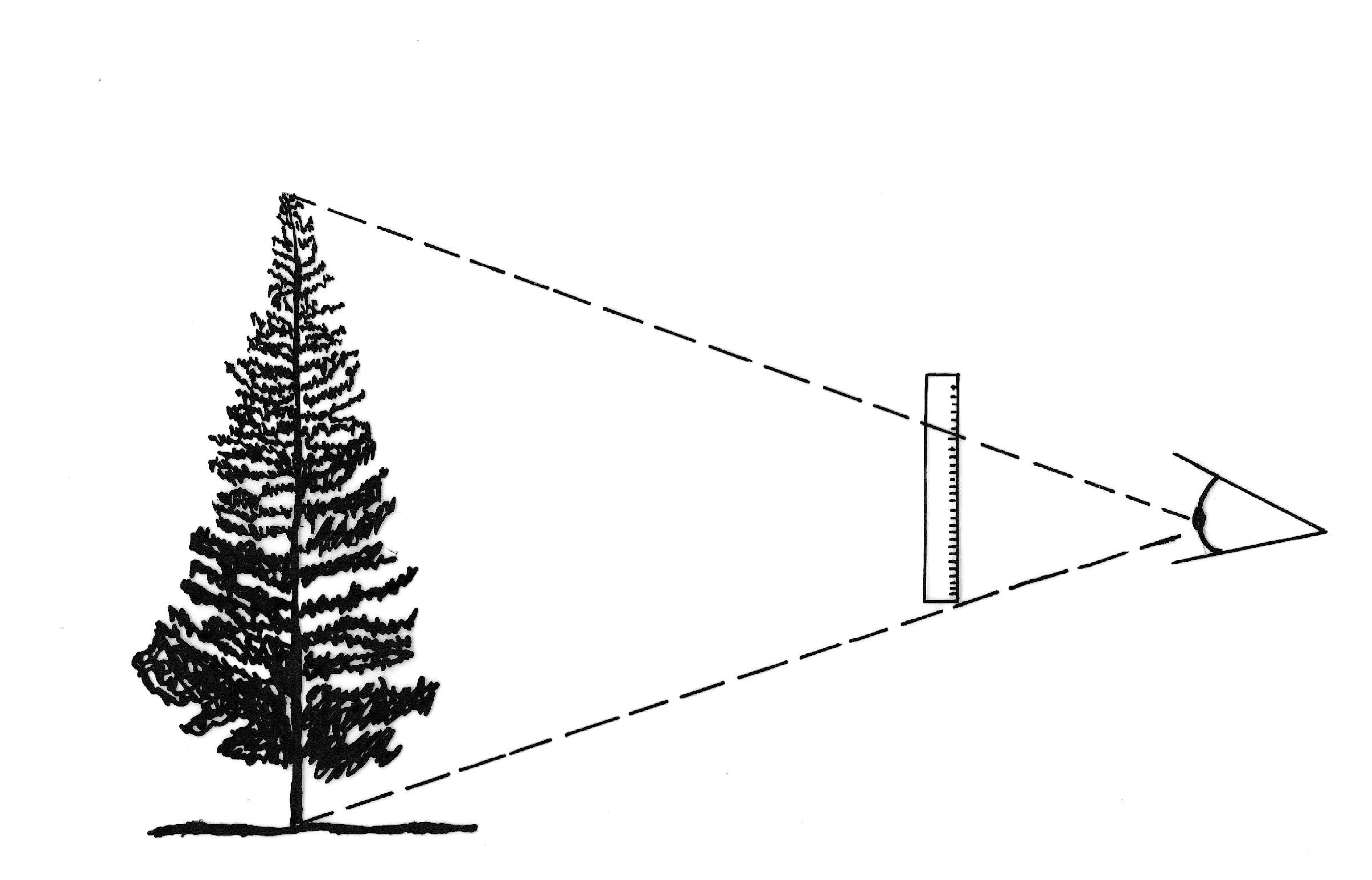 Medición de un árbol