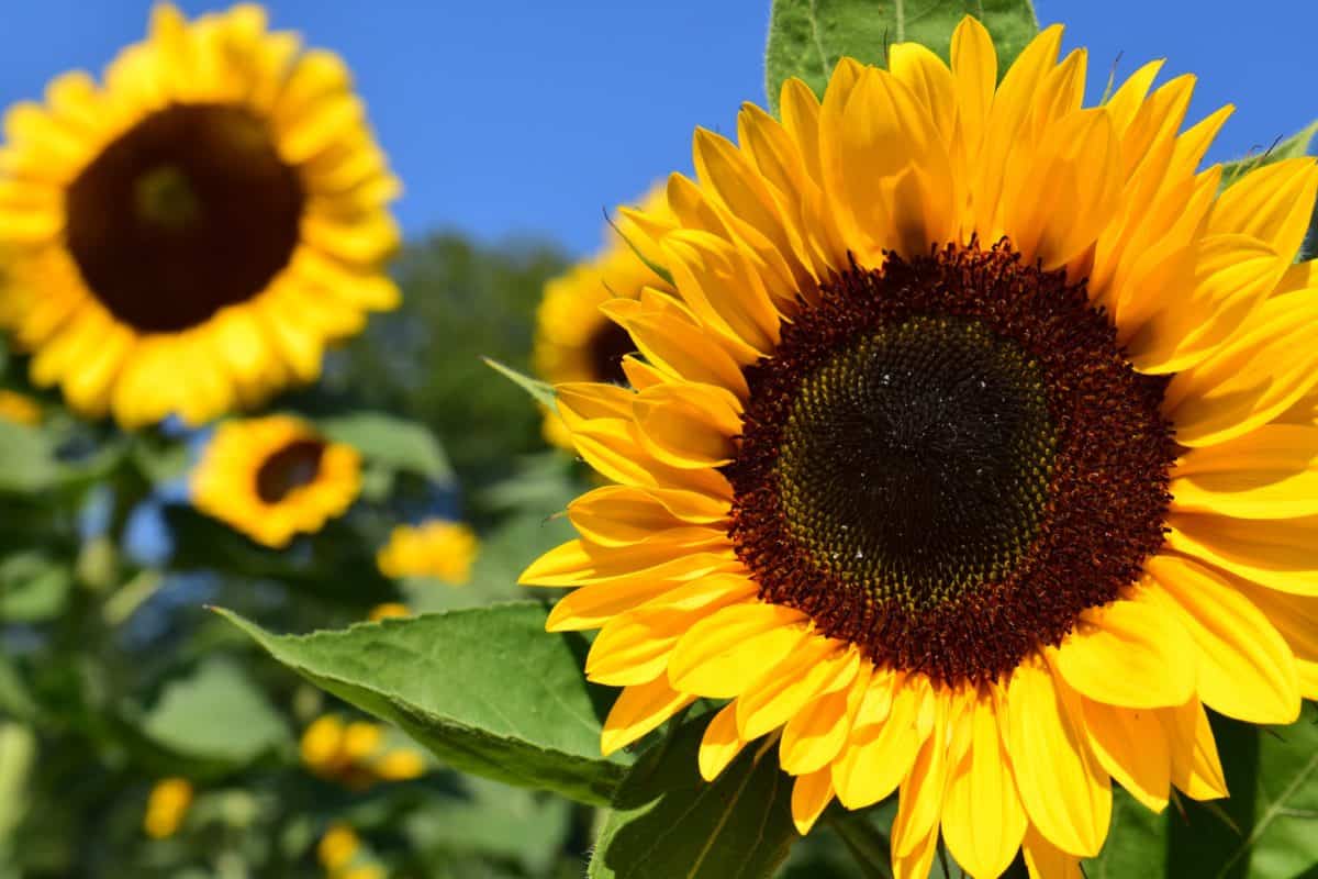 Girasol