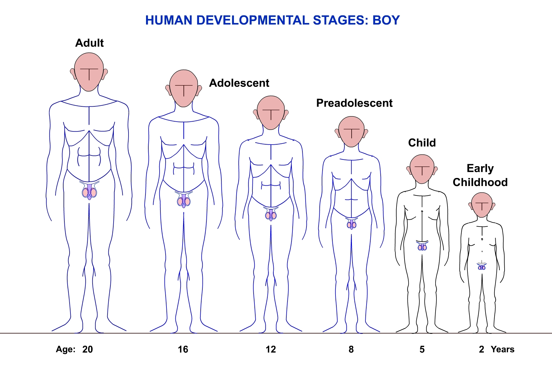 Weight scale in man