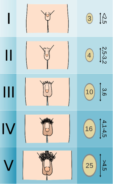 Tanner scale for the male gender