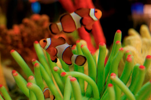 Peces en el agua