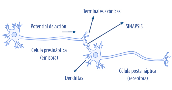 Sinapsis