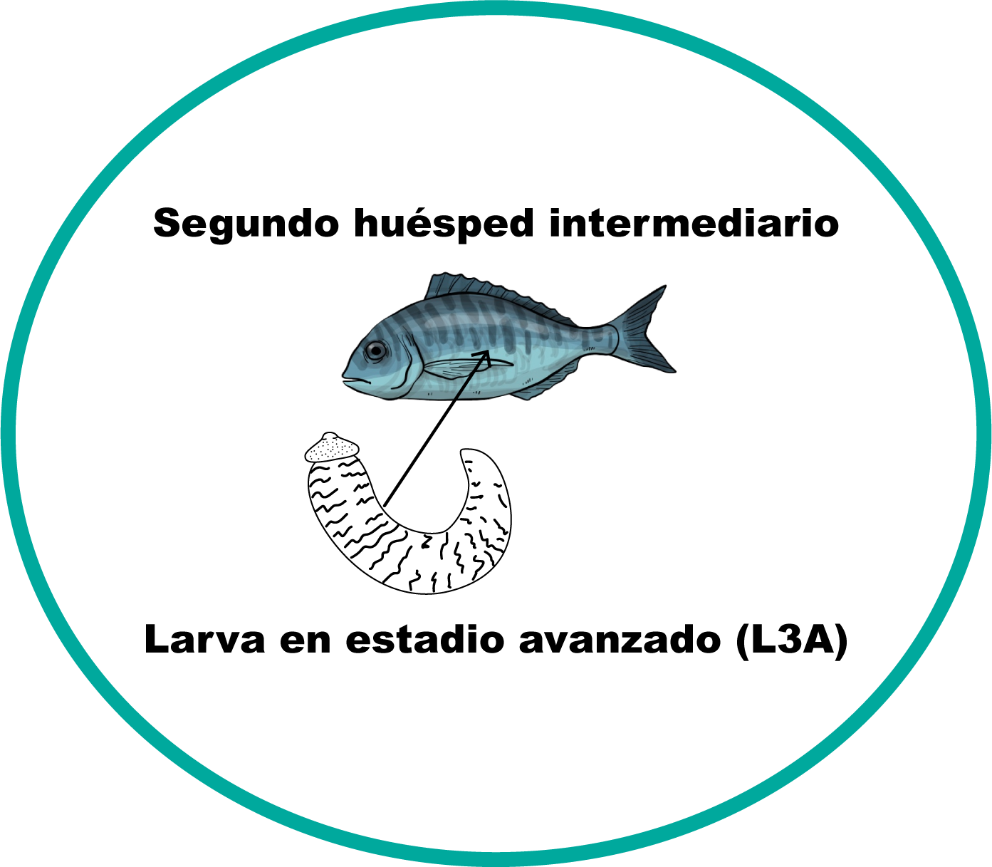 Pescado infectado por ingerir copépodos.