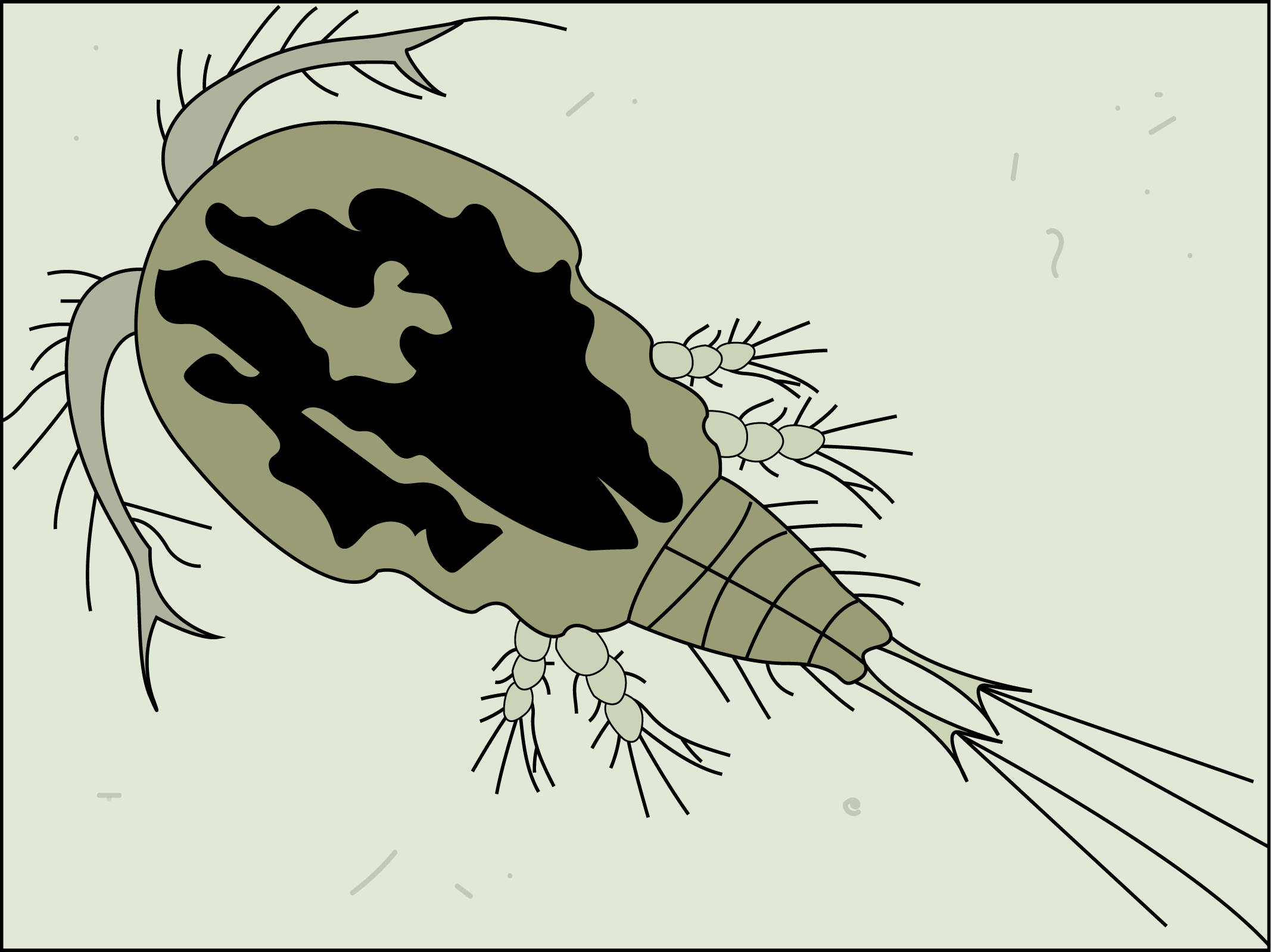Copépodo.
