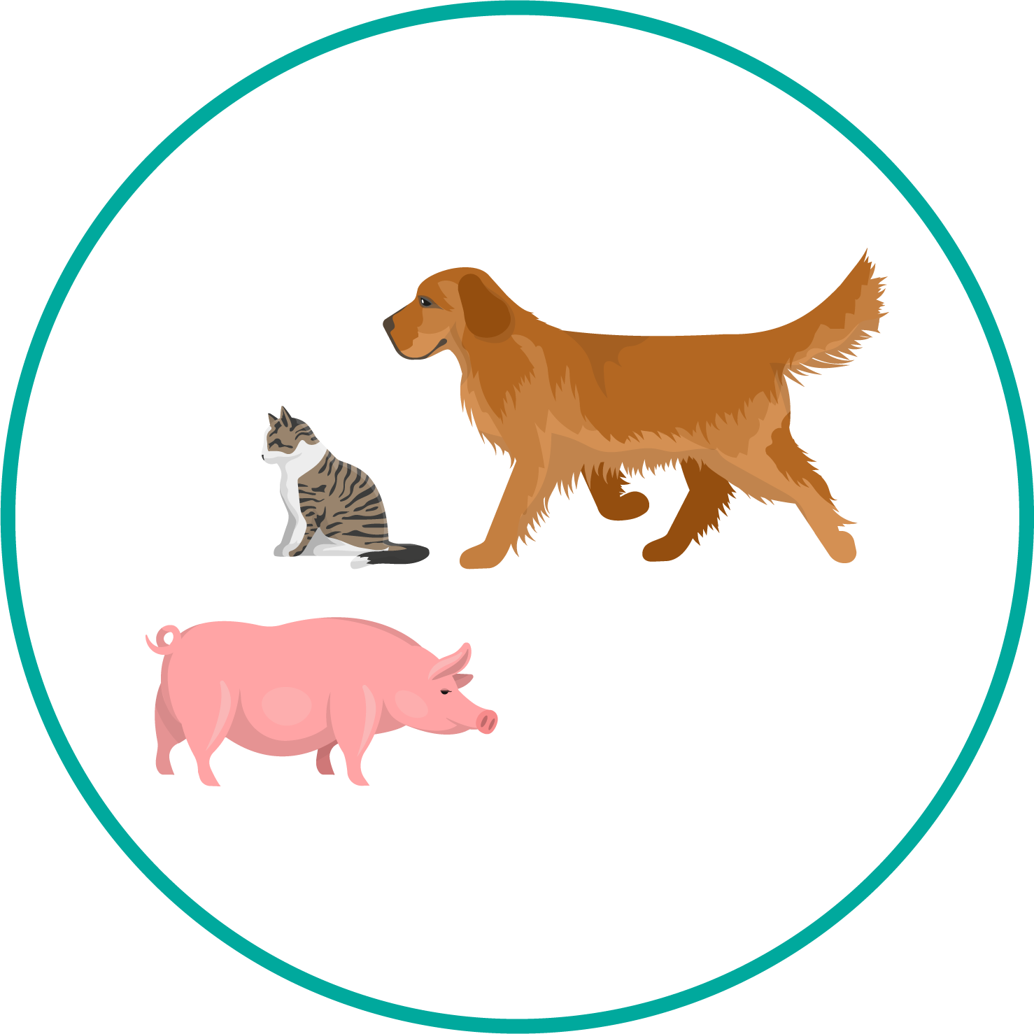 Perros, gatos, cerdos, entre otros, son los huéspedes definitivos.