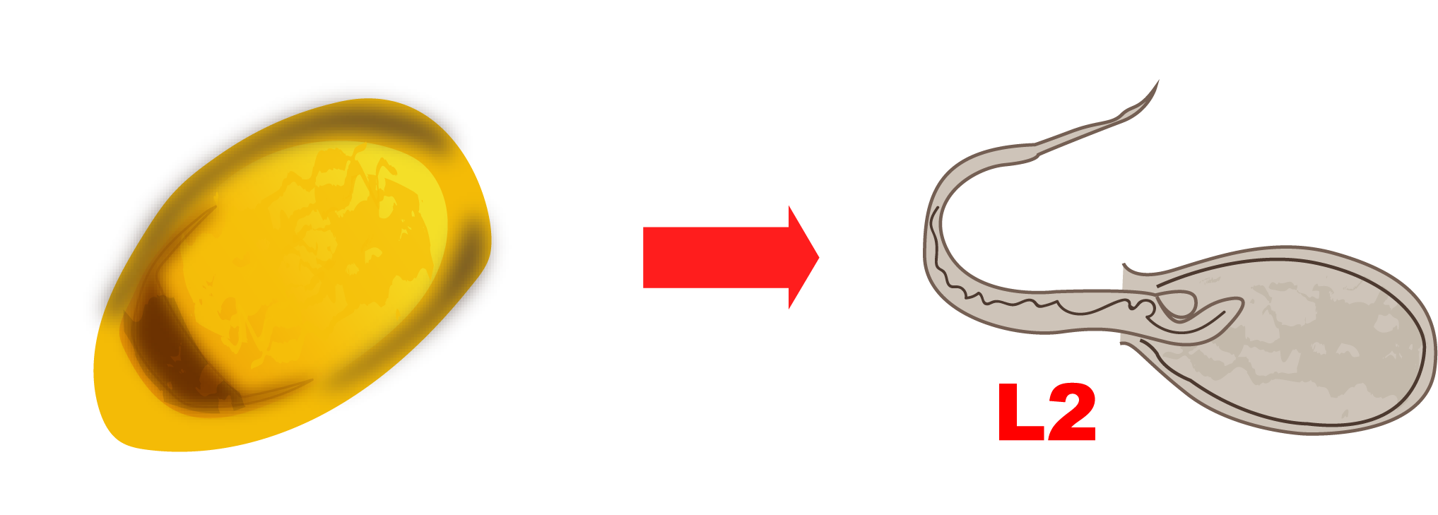 Sale la larva.
