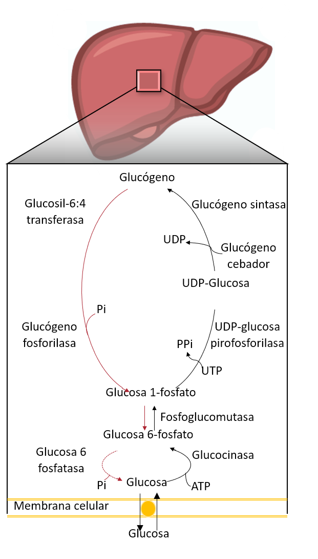Esquema del metabolismo del glucógeno en tejido hepático y muscular