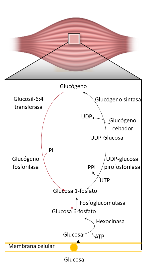 Esquema del metabolismo del glucógeno en tejido hepático y muscular