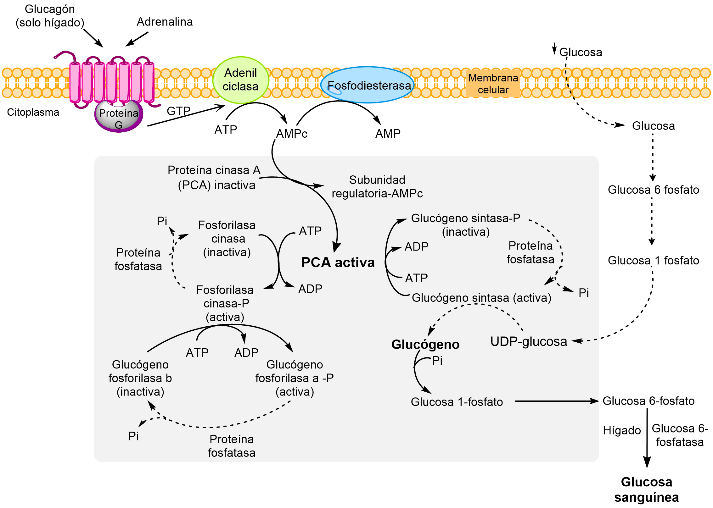 Esquema de la regulación hormonal de la síntesis y degradación del glucógeno