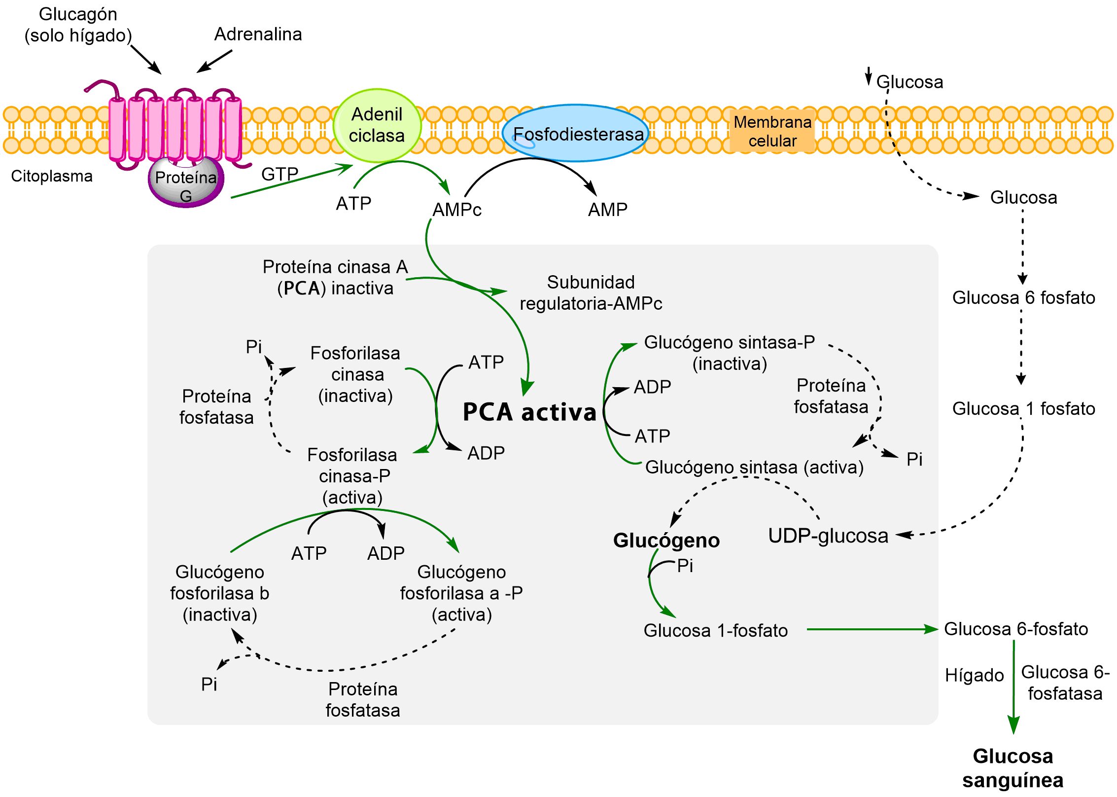 Cascada AMPc, con disminución de glucosa, presencia de glucagón, degradación de glucógeno