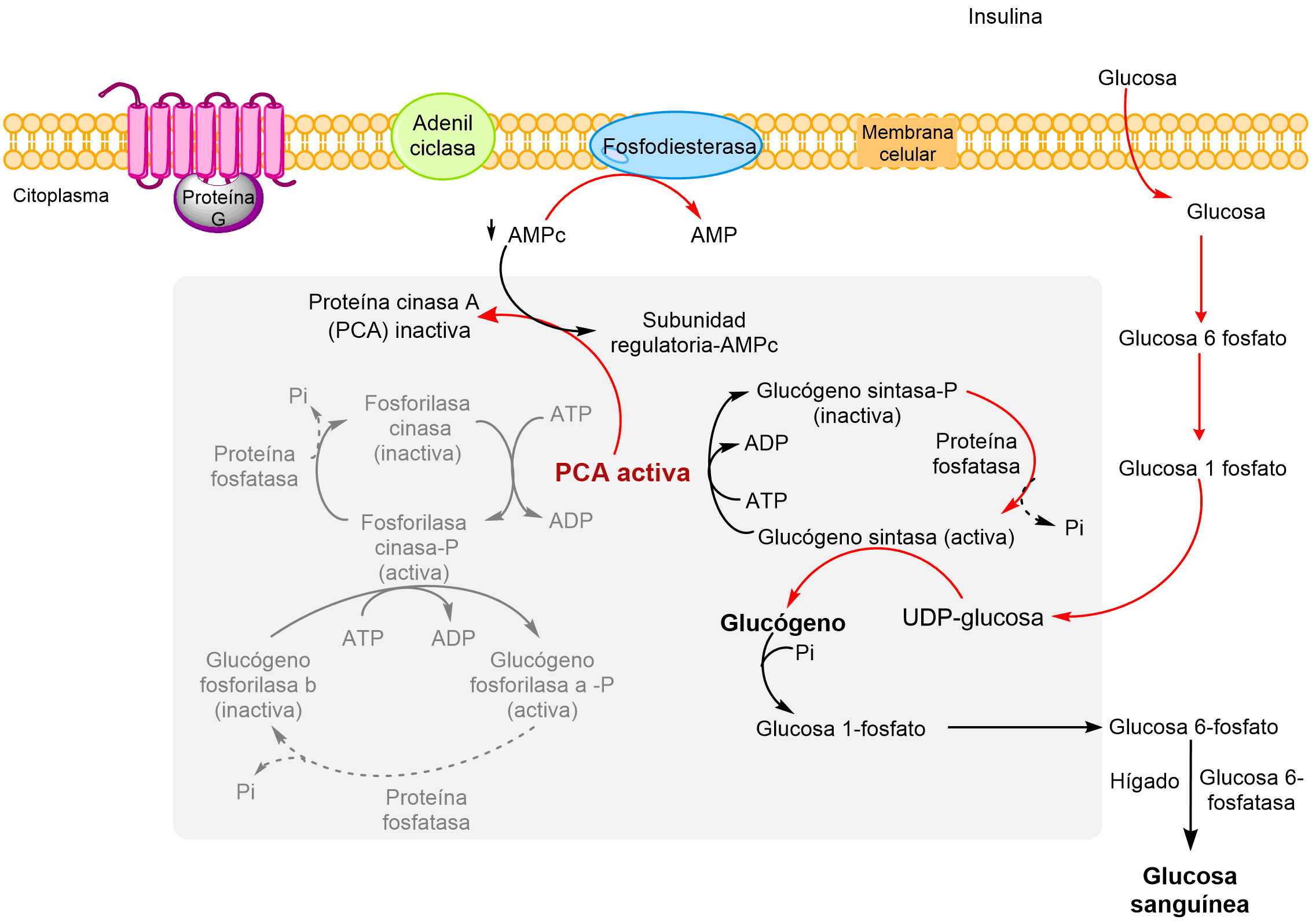 Cascada AMPc, con aumento de glucosa, presencia de insulina, síntesis de glucógeno