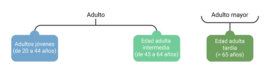 Esquema que muestra los periodos de desarrollo de la edad adulta.