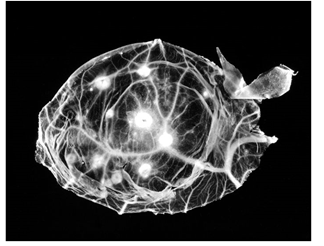 Viruela membrana.