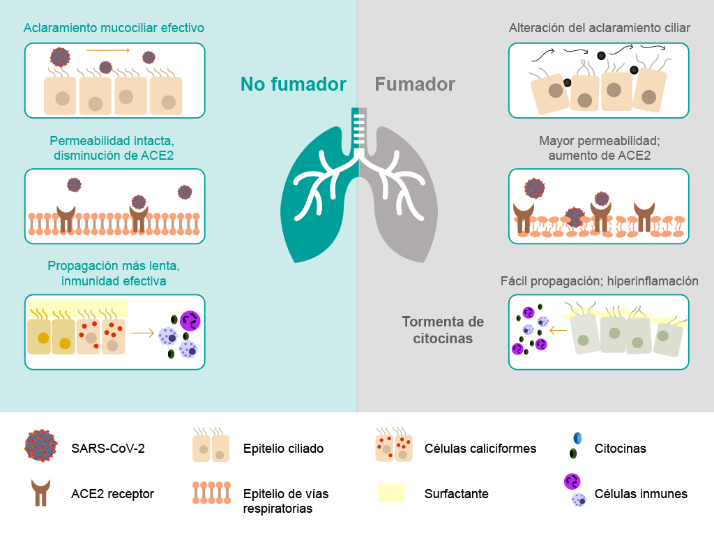 Diferencias del aparato respiratorio en fumadores y no fumadores. 