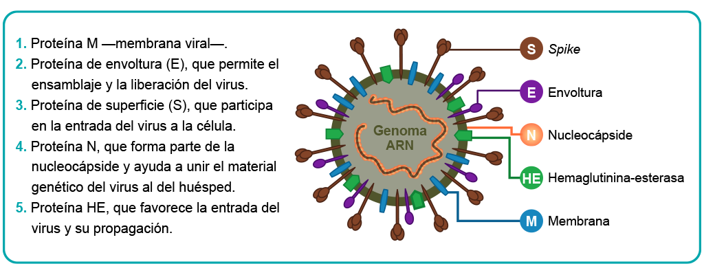 Esquema que muestra las proteínas del virus de SARS-CoV-2.