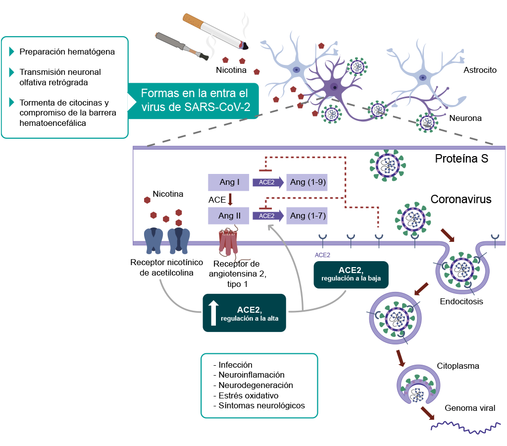 Proceso de entrada del virus al SNC.
