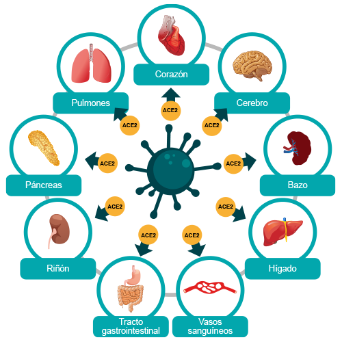 Esquema que enlista los daños de la COVID-19 en los órganos del cuerpo. 