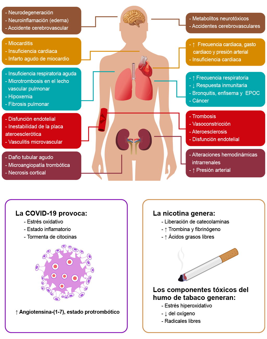 Esquema que enlista los daños por tabaquismo y COVID-19 en los órganos del cuerpo humano. 