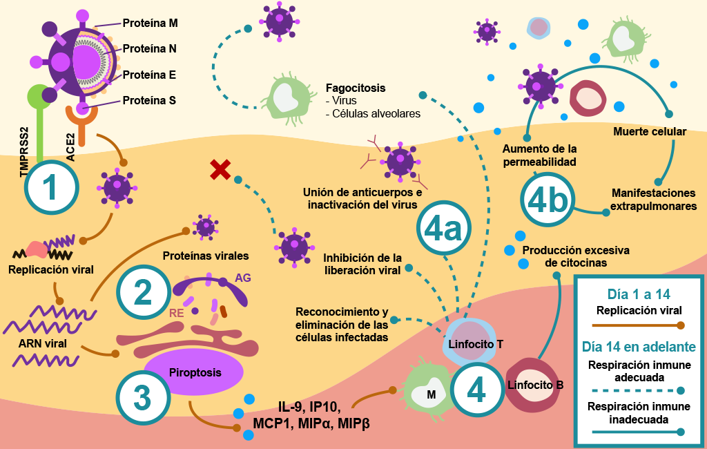 Proceso de entrada del virus a las células respiratorias. 