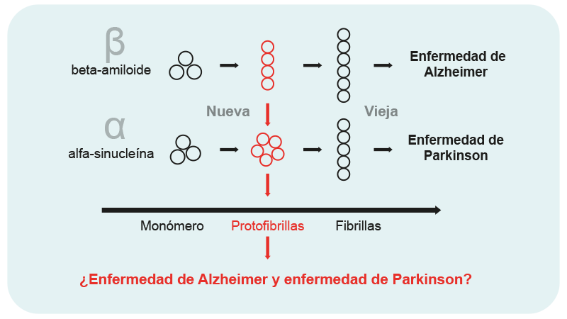 Protofibrillas en el Alzheimer y Parkinson