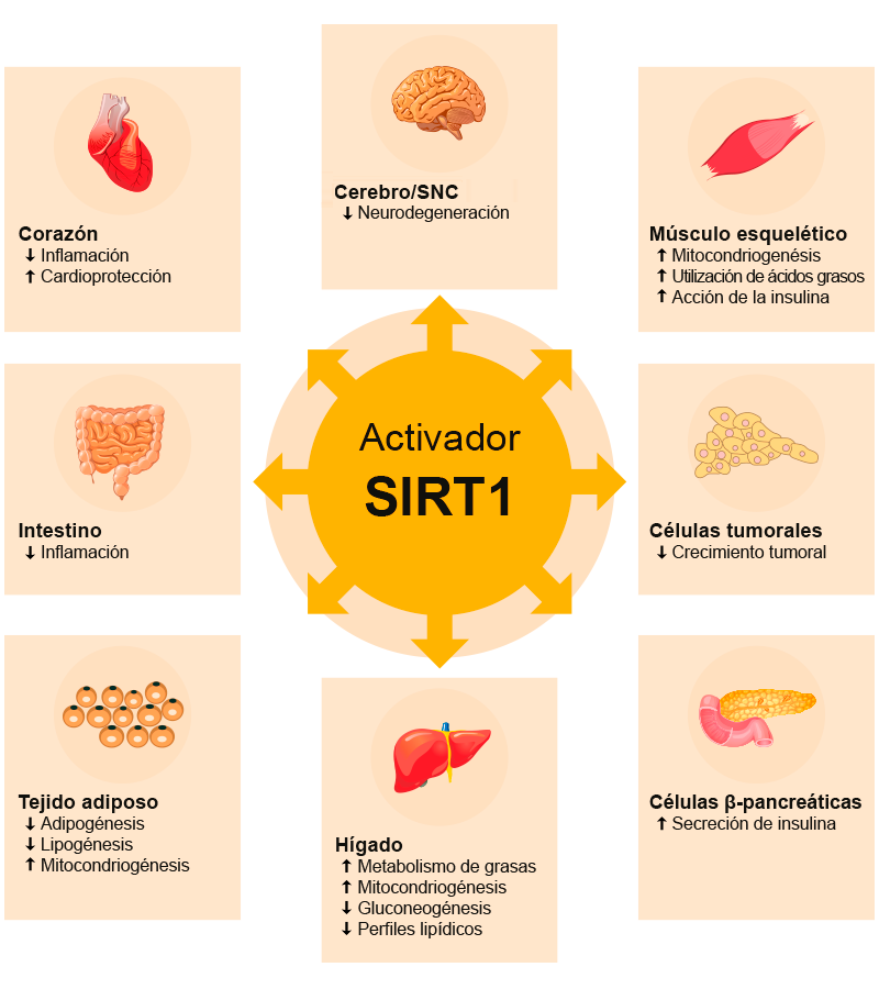 Distribución de las sirtuinas en el cuerpo humano