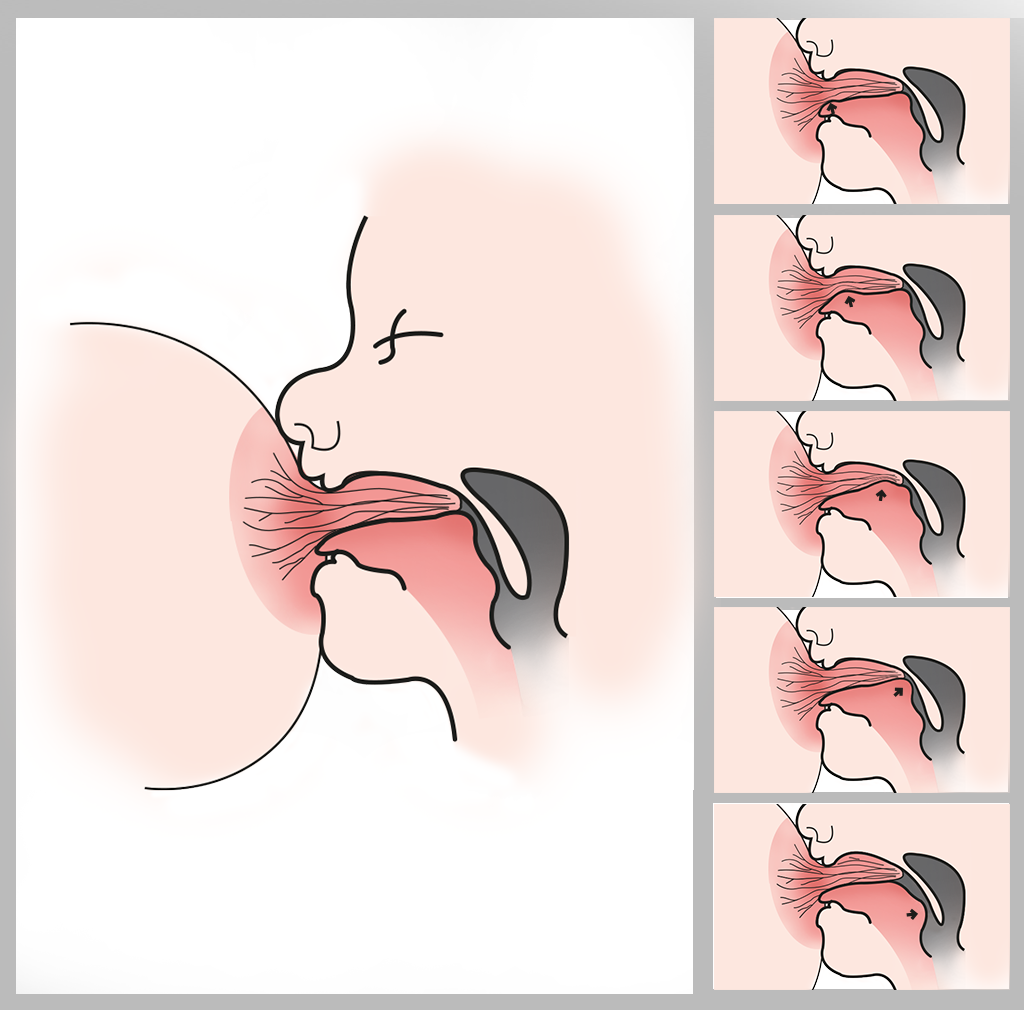 Ilustración que muestra el proceso de succión de leche materna del RN.
