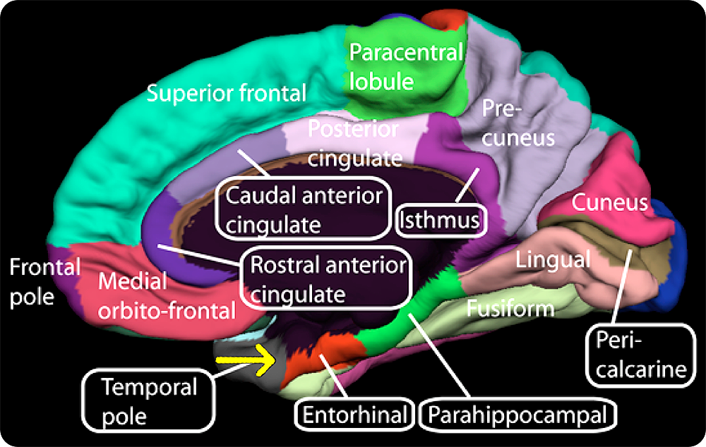 Estructura de la corteza cerebral