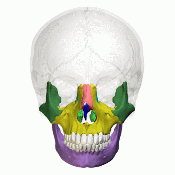 Imagen que muestra en 360° los huesos faciales. Imagen que muestra en 360° los huesos faciales.