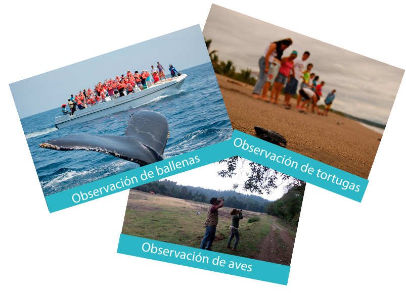 Collage con fotografía de dos personas observando aves con unos binoculares, Fotografía de personas en un campamento tortuguero y otografía de una lancha con personas observando una ballena. Collage con fotografía de dos personas observando aves con unos binoculares, Fotografía de personas en un campamento tortuguero y otografía de una lancha con personas observando una ballena.