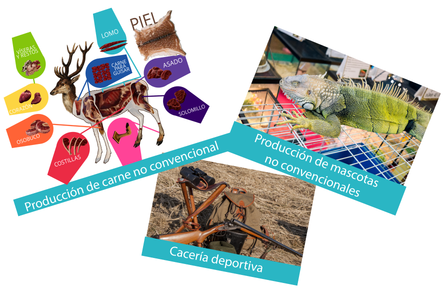 Collage con lustración de partes de un venado con usos comerciales, foto de iguana en criadero y foto de equipo de cacería. Collage con lustración de partes de un venado con usos comerciales, foto de iguana en criadero y foto de equipo de cacería.