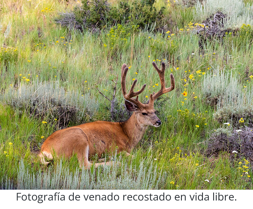 Fotografía de venado recostado en vida libre. Fotografía de venado recostado en vida libre.
