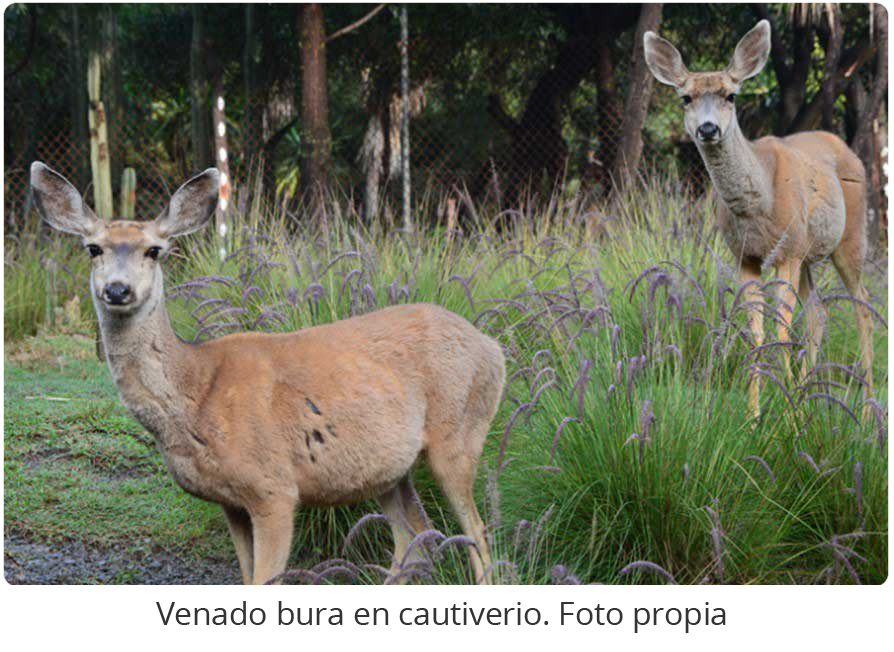 Fotografía de venado bura en cautiverio. Fotografía de venado bura en cautiverio.