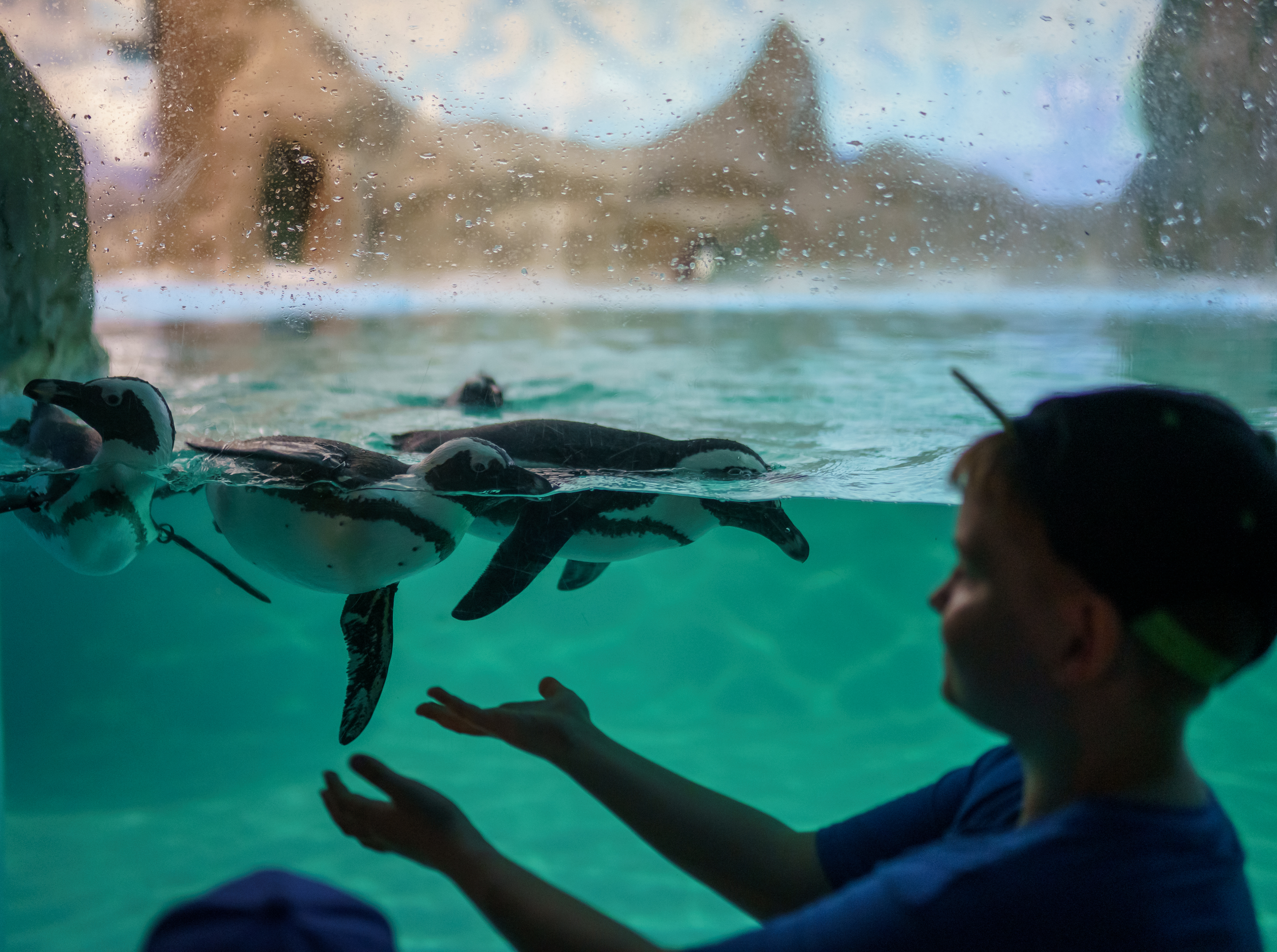 Fotografía de niño en un acuario. Fotografía de niño en un acuario.