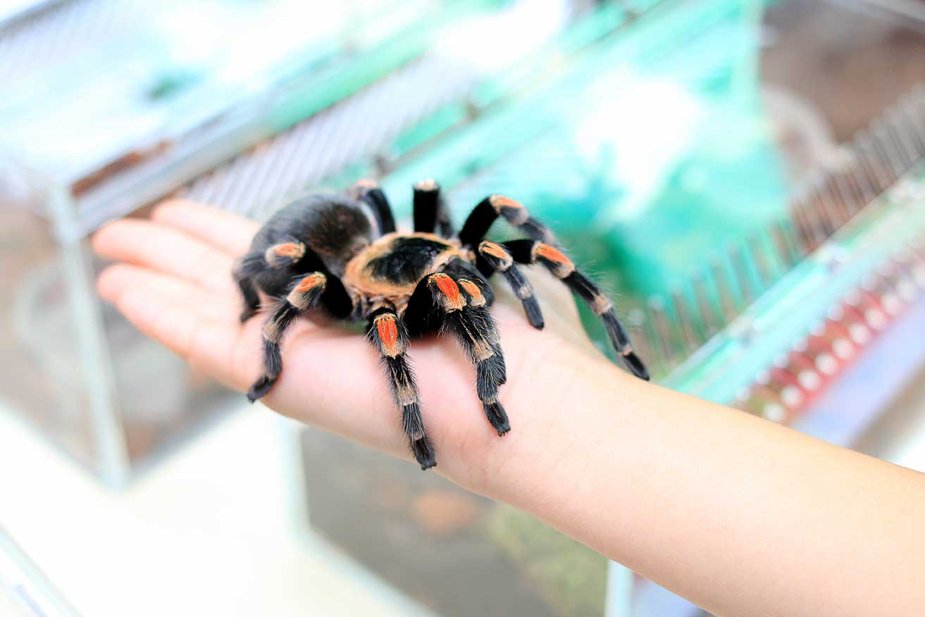 Foto de tarántula en mano humana. Foto de tarántula en mano humana.