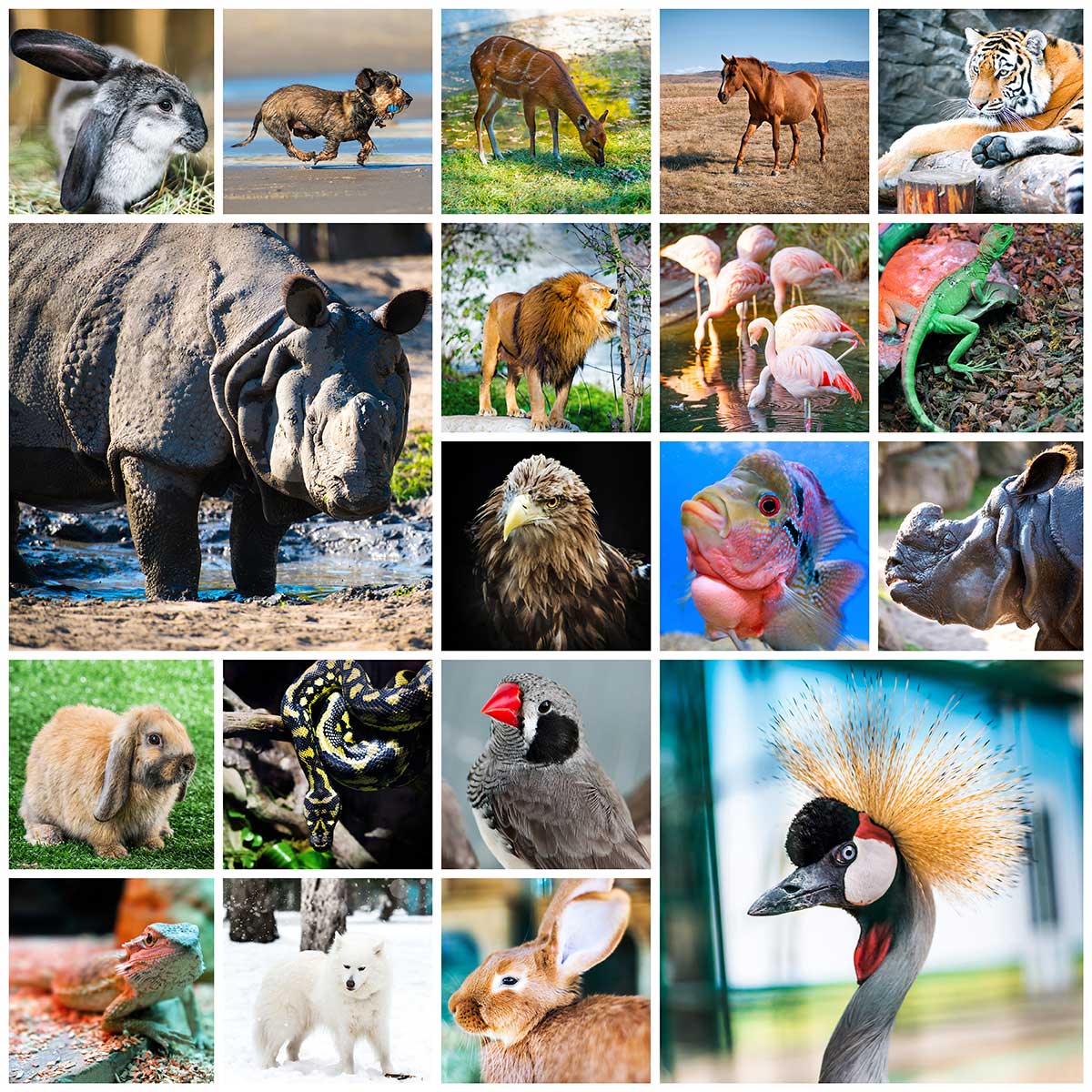 Collage con diversas especies de la fauna silvestre. Collage con diversas especies de la fauna silvestre.