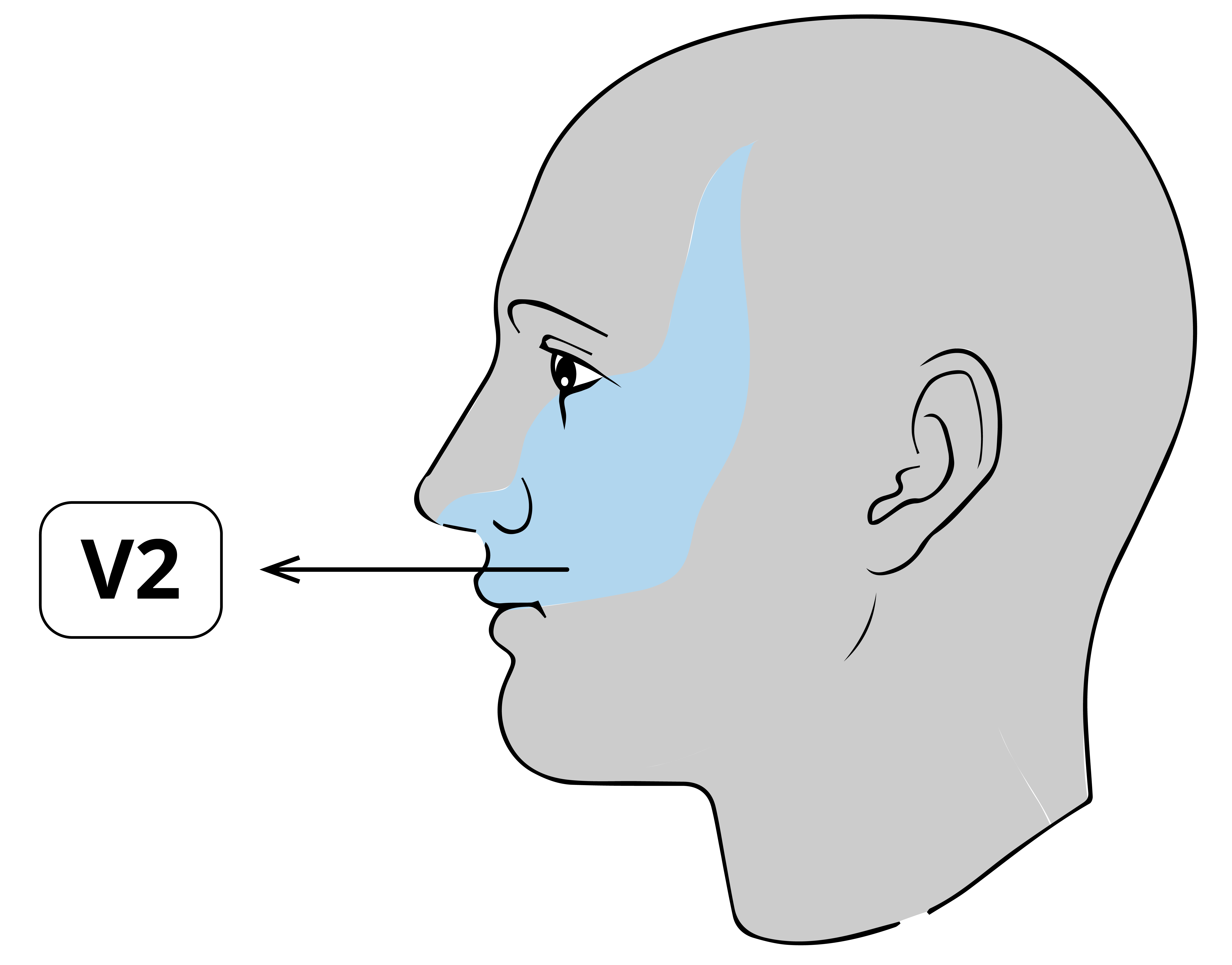 Áreas de inervación del nervio maxilar en rostro humano.