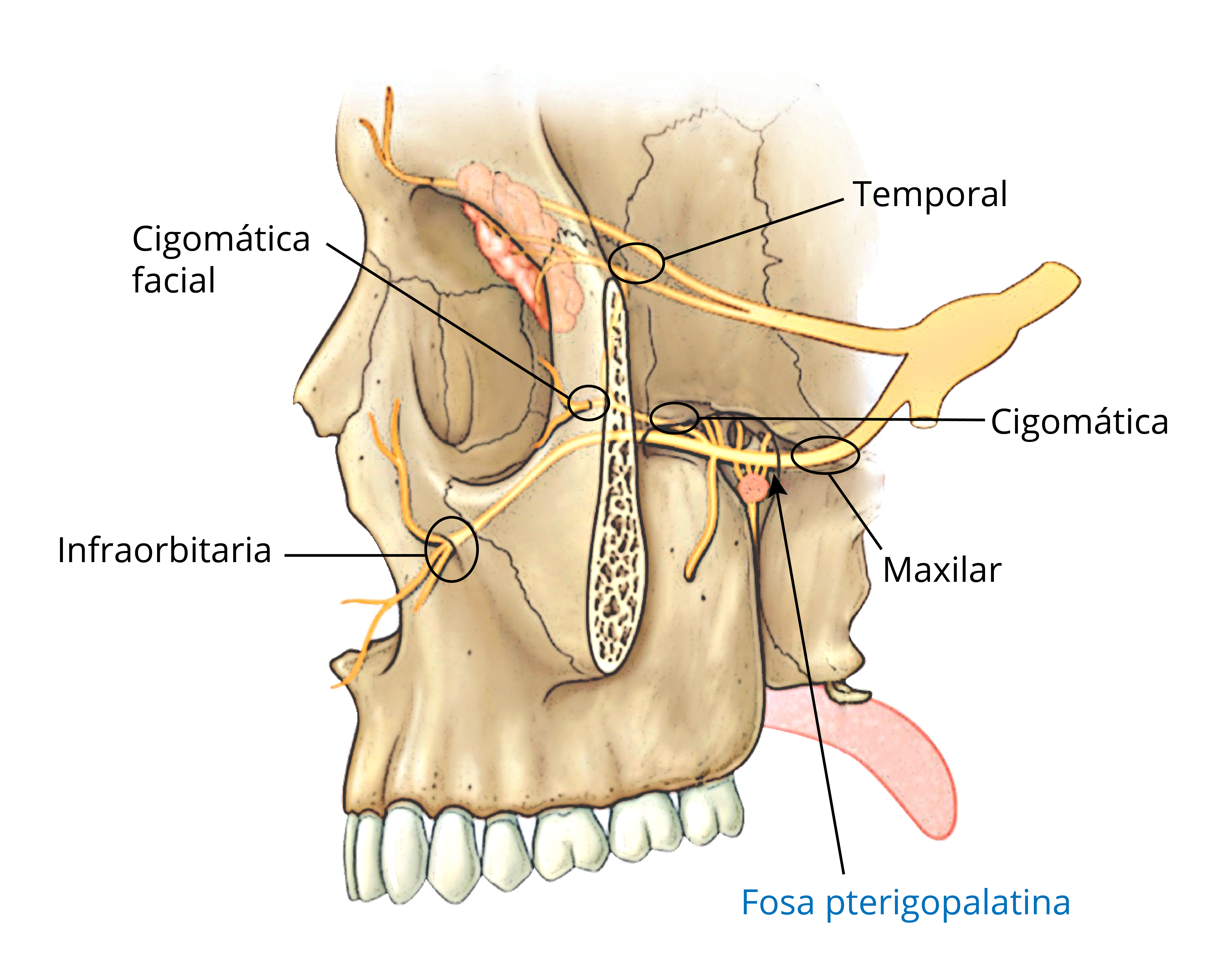 Áreas de inervación del nervio maxilar en rostro humano.