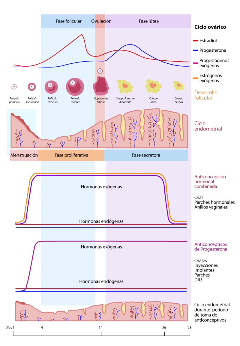 Ilustración que muestra el mecanismo de acción de los anticonceptivos hormonales orales.