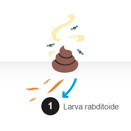 Ilustración que muestra la larva L2 en la materia fecal.