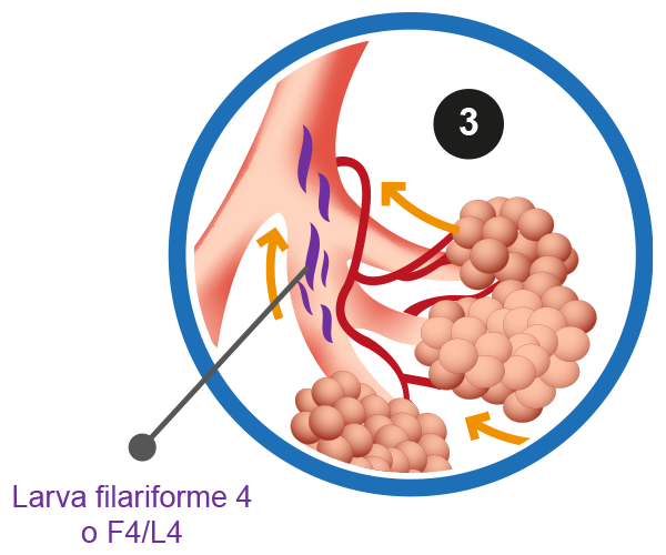 Ilustración que muestra cómo atraviesa la larva los capilares alveolares.