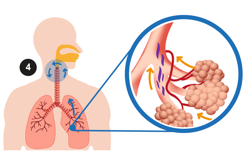 Ilustración que muestra cómo llegan las larvas al aparato digestivo.