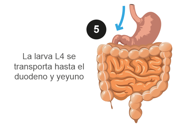 Ilustración que muestra el hábitat definitivo de la larva.