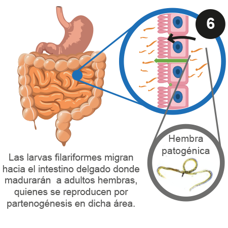 Ilustración que muestra las larvas hembras maduras que producen huevos. 