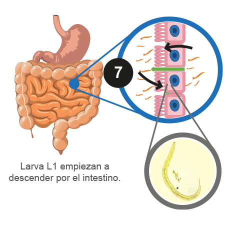 Ilustración que muestra el origen de las larvas L1 y cómo descienden por el intestino. 