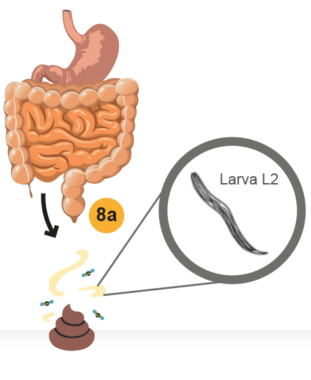 Ilustración que muestra cómo se convierte la larva L1 en L2 y se expulsa por la materia fecal.