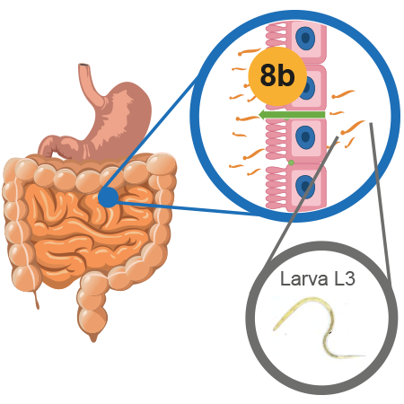 Ilustración que muestra cómo se genera la autoinfección endógena.