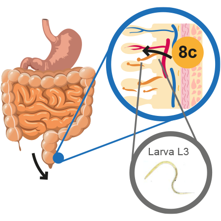 Ilustración que muestra cómo se genera la autoinfección exógena.